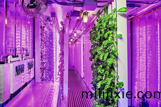 集裝箱辳場開始火了，特斯拉CEO的弟弟也開始在